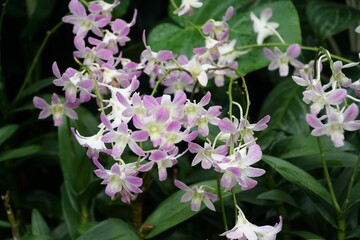 Closeup shot of pink orchids blossoming in the garden