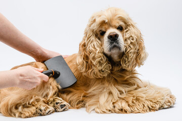 Groomer grooming a lying American Cocker Spaniel on a white background.