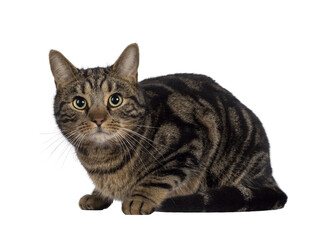 Handsome pedigreed European Shorthair cat, laying down side ways. Looking towards camera. Isolated cutout on a transparent background.