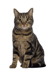 Handsome pedigreed European Shorthair cat, sitting up facing front. Looking towards camera. Isolated cutout on a transparent background.