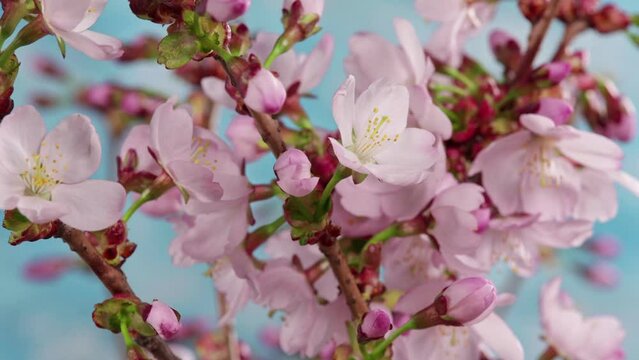 Timelapse of pink spring cherry blossoms with blue sky