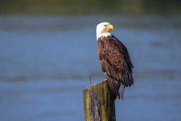 Close-up view of an American bald eagle perching over the wooden column before the blue background