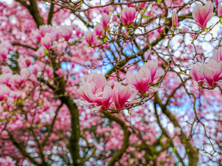 magnolia tree blooming. pink flowers
