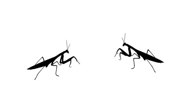 Two praying mantis, animation on the white background (seamless loop)