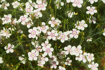 Floral background of white small maiden pink flowers or Dianthus deltoides