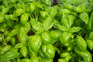 Coltivazione di basilico ligure, in Italia
