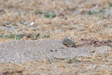 Saara hardwickii or the Indian spiny-tailed lizard, observed near Nalsarovar