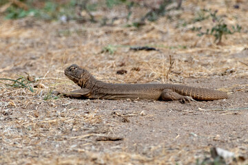 Saara hardwickii or the Indian spiny-tailed lizard, observed near Nalsarovar