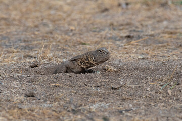 Saara hardwickii or the Indian spiny-tailed lizard, observed near Nalsarovar
