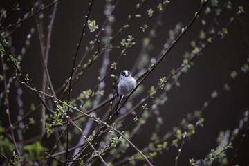 Long tailed titts building a nest