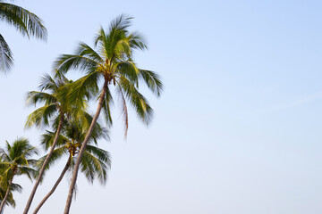 Coconut palm trees with blue sky