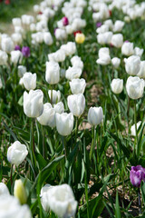 A stunning and colorful field of 