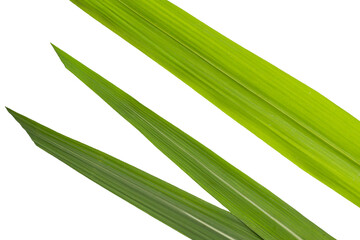 Sugar cane leaves on white background.