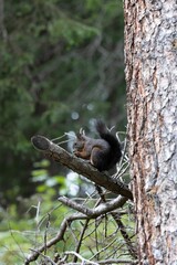 Vertical side shot of a gray squirrel eating a nut while standing on a tree branch