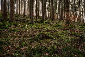 Obraz premium Beautiful autumn forest in Baden-Wurtemberg, Germany