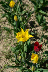 Obraz na płótnie Canvas A field of tulips called: Tulipa schrenkii.