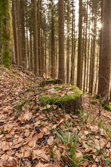 Vertical shot of the sun shining in a beautiful autumn forest in Baden-Wurtemberg, Germany