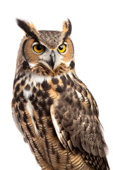 Obraz premium Great Horned Owl Clipart with Transparent Background, Medium Shot, AI Generative