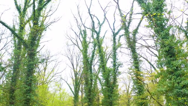 Tree branches in the rainforest. Ivy vines surrounding the tree up to the top. Laine in the trees. the beauty and wildness of the forest seen through the lens of a drone sneaking through tree branches