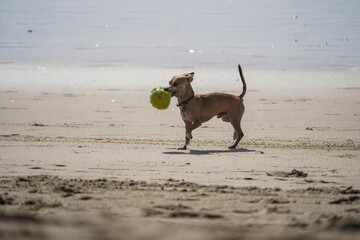 Closeup of a cute dog playing at the beach