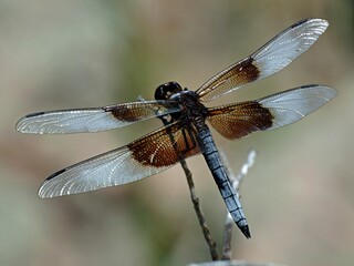 Macro shot of a dragonfly perched on a tree branch