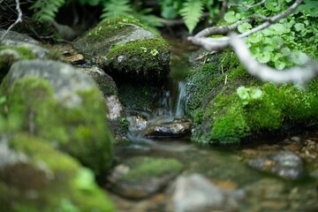 Closeup of mossy stones in a river