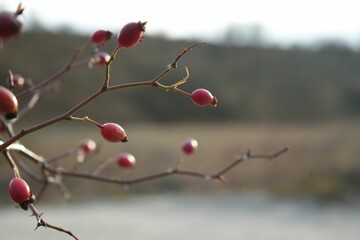 Selective focus shot of ripe rosehips on the branches on blur background