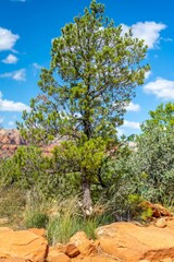 Fototapeta premium Vertical shot of Pinus hartwegii growing on rocks in a mountainous landscape