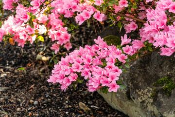Variety of flowers at the Bodnant Gardens in Wales in the Springtime