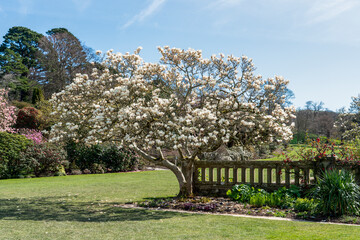 Magnolia white tree blooming in Wales in Springtime