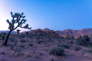 Blue Hour of the Joshua Tree Desert
