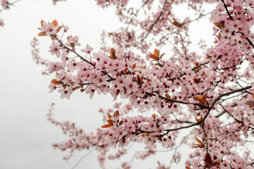 Pink Tree Blossoms (Prunus cerasifera nigra), a beautiful ornamental, flowering plum. Single pink flowers make a spectacular display in spring.