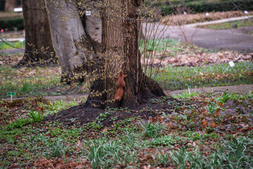 A red squirrel sitting on a tree stem