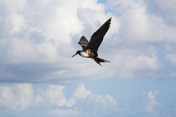 Shallow focus shot of a Frigatebird with open wings soaring high in cloudy blue sky