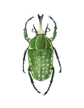Green scarab beetle with wings illustration isolated. Mecynorhina polyphemus. Hand-drawn watercolor bug. Scarabaeidae. Cetoniinae. Coleoptera species collection. Insect