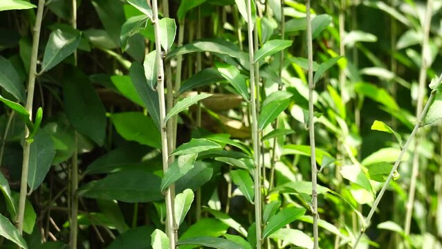 Lee kwan yew (vernonia elliptica, Vernonia elaeagnifolia, Tarlmounia elliptica, Tirai Creeper)  plant. Lee Kuan Yew was taken from the name of the former Prime Minister of Singapore