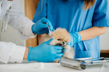 Veterinarian doctor and Pomeranian puppy in veterinary clinic.