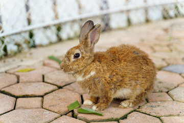 Grey-red little rabbit in grey natural background . High quality photo