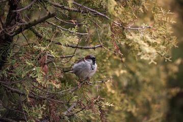 A male sparrow in a cedar bush closeup