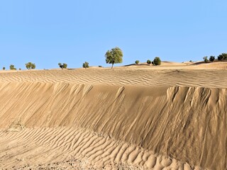 Obraz premium Rare trees in an empty desert against the blue sky