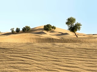 Obraz premium Beautiful desert with several trees covered with green leaves on a sunny day