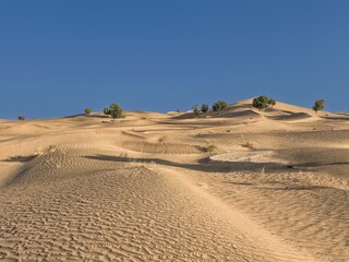 Mesmerizing desert landscape with dunes and several green trees under a clear blue sky