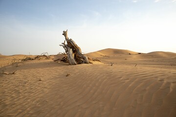 Leafless Pinus longaeva driftwood on sandy desert dunes under blue sky