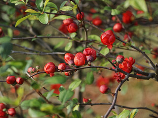 Moments in everyday life that we might otherwise overlook.

These were taken by me going for a walk. For example, flowers, plants, and everyday life.
