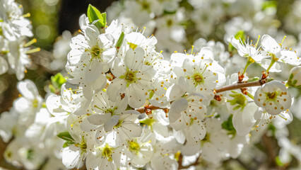 Obraz premium floraison d'arbres à feuilles blanches au printemps 