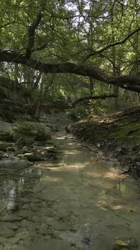 Vertical shot of woods in Lost Creek in Allen TX with river, rocks, and light falling from trees