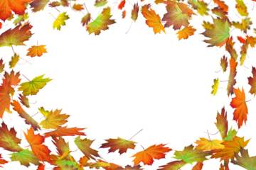 frame from falling maple leaves in autumn isolated on transparent background, overlay template texture decoration with motion blur