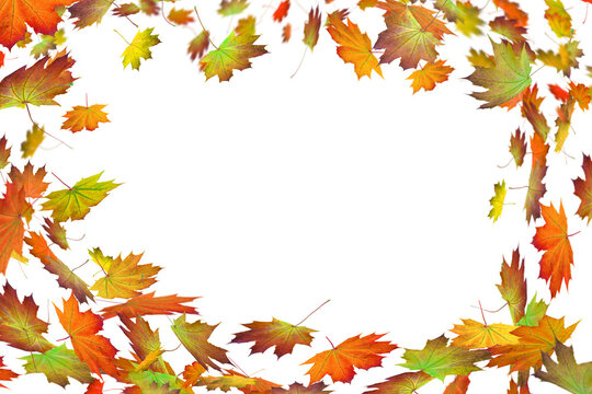 frame from falling maple leaves in autumn isolated on transparent background, overlay template texture decoration with motion blur