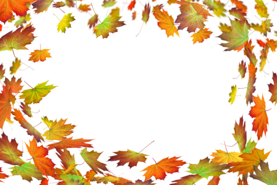 frame from falling maple leaves in autumn isolated on transparent background, overlay template texture decoration with motion blur