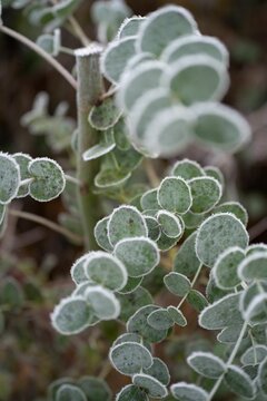 Shallow focus of helichrysum petiolare plant with green leaves in the park